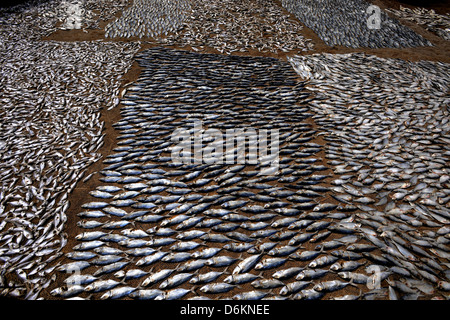 Essiccazione di pesce sotto un sole su un campo di Goa in India Foto Stock