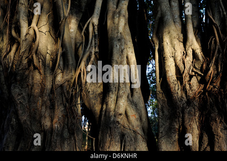 Radici aeree di un grande Banyan Tree in India Foto Stock