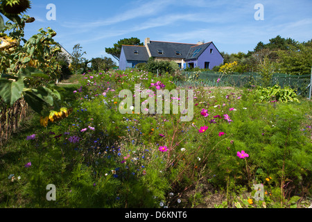 Blu il legno e la pietra della Britannia house nel campo fiorito Foto Stock