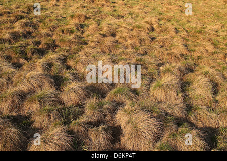 Campo con ciuffi di erba Foto Stock