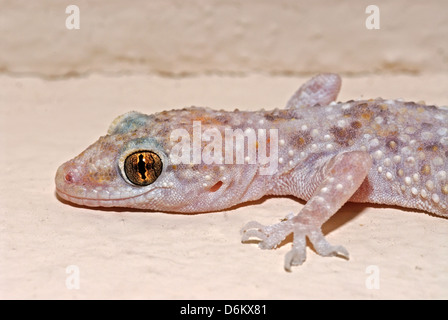 Casa comune geco Hemidactylus turcicus Foto Stock