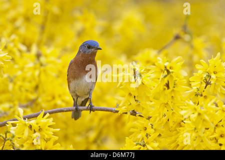 Bluebird orientale che si aggirano in Forsythia Blossoms uccello songbird Ornitologia Scienza natura natura ambiente naturale Foto Stock