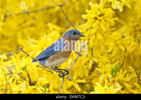 Bluebird orientale che si aggirano in Forsythia Blossoms uccello songbird Ornitologia Scienza natura natura ambiente naturale Foto Stock