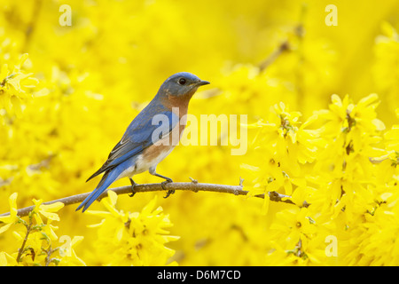 Bluebird orientale che si aggirano in Forsythia Blossoms uccello songbird Ornitologia Scienza natura natura ambiente naturale Foto Stock