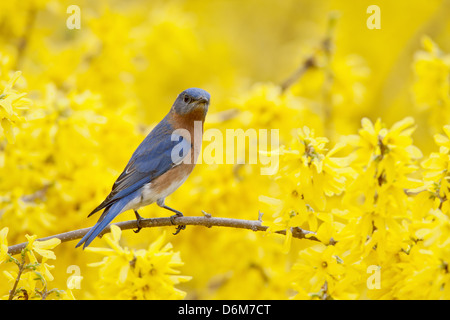 Bluebird orientale che si aggirano in Forsythia Blossoms uccello songbird Ornitologia Scienza natura natura ambiente naturale Foto Stock