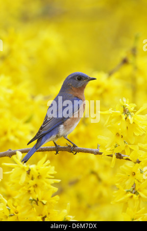 Bluebird orientale che si aggirano in Forsythia Blossoms - uccello verticale songbird Ornitologia Scienza natura ambiente naturale Foto Stock