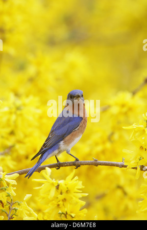 Bluebird orientale che si aggirano in Forsythia Blossoms - uccello verticale songbird Ornitologia Scienza natura ambiente naturale Foto Stock