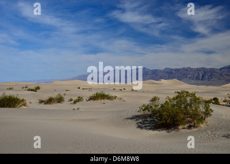 Le dune di sabbia e cespugli di mesquite vicino a tubo da stufa pozzetti. Parco Nazionale della Valle della Morte, California, Stati Uniti d'America. Foto Stock