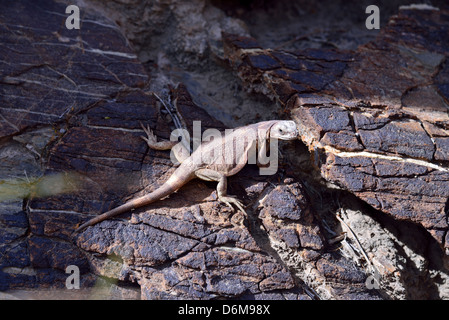 Una lucertola Chuckwalla (Sauromalus ater) su una roccia. Parco Nazionale della Valle della Morte, California, Stati Uniti d'America. Foto Stock