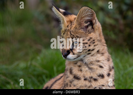 Serval cub 3 mesi di età Foto Stock