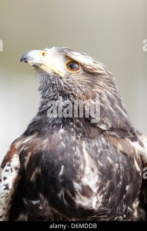 Il Galles, il Ritratto di un falco di Harris. "Parabuteo unicinctus' Foto Stock