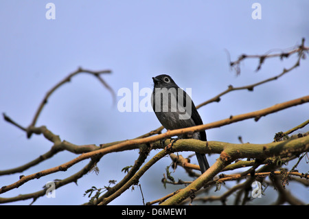 Bianco-eyed Slaty Flycatcher seduto su un ramo di albero Foto Stock