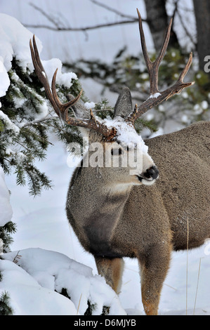 Un mulo cervo buck in piedi nel profondo neve invernale sotto un albero di abete rosso Foto Stock