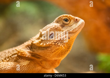 Close up profilo del singolo Drago Barbuto (Pogona vitticeps) Foto Stock