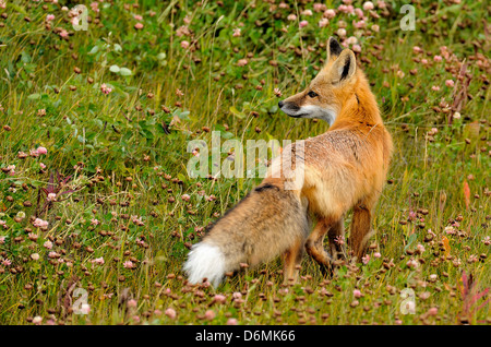 Un giovane RED FOX guardando indietro Foto Stock