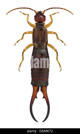 Earwig (Forficula auricularia) isolato su sfondo bianco Foto Stock