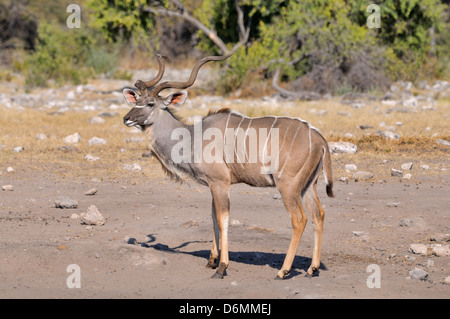 Kudu maggiore Tragelaphus strepsiceros maschio fotografato in Mountain Zebra National Park, Sud Africa Foto Stock