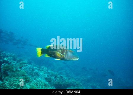 Scuba Diving Safari in tutto le Maldive,Nov 1993 digitale subacquea conversioni di scorrimento,Maldive,Isole,Oceano Indiano Foto Stock