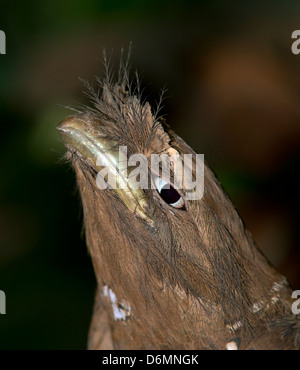 Sri Lanka Frogmouth (Batrachostomus moniliger) Foto Stock