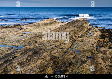 Coastal Uplift, Orkney continentale Foto Stock