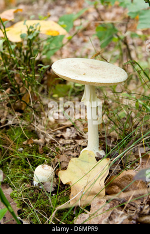 Macchiato il fungo velenoso in erba Foto Stock