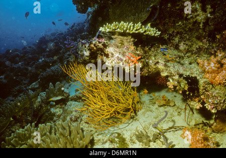 Scuba Diving Safari in tutto le Maldive,Nov 1993 digitale subacquea conversioni di scorrimento,Maldive,Isole,Oceano Indiano Foto Stock