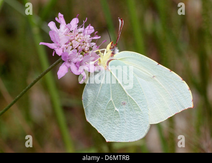 Gonepteryx cleopatra, femal, butterfly leccare il nettare Foto Stock