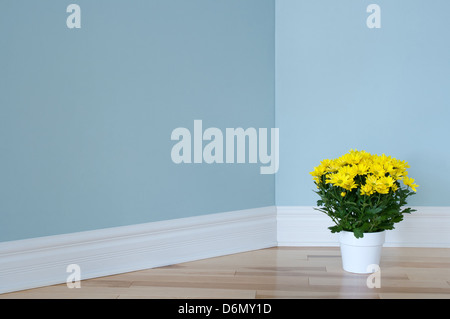 Di colore giallo brillante margherite in una pentola di bianco decorare un angolo della camera. Foto Stock