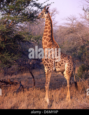 La giraffa in piedi di praterie al tramonto, il Masai Mara riserva nazionale, Narok County, Kenya Foto Stock