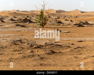 Paesaggio marocchino - guardando attraverso le pianure del sud del Marocco Foto Stock