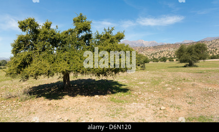 Albero di Argan in semi-deserto Sous valle del sudovest del Marocco Foto Stock