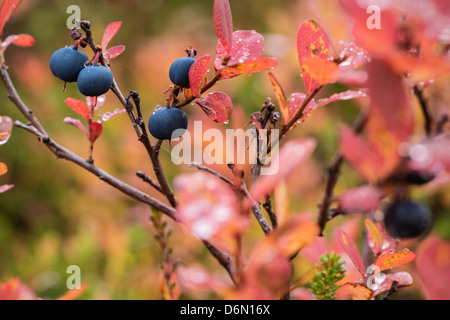 Dettaglio di mirtillo europeo bush in autunno, Norvegia Foto Stock