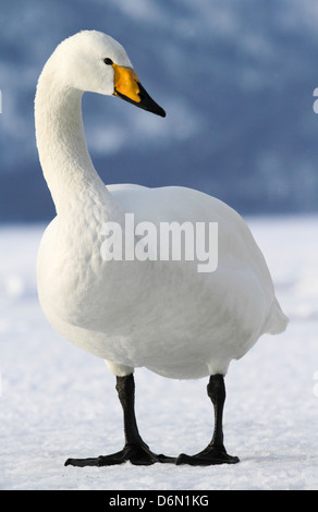 Whooper Swan (Cygnus cygnus) presso il lago di Kussharo, Hokkaido, Giappone Foto Stock
