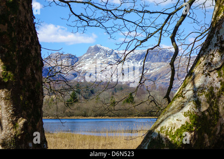 Vista di Elter acqua e The Langdale Pikes tra alberi, grande Langdale, Cumbria, Inghilterra Foto Stock