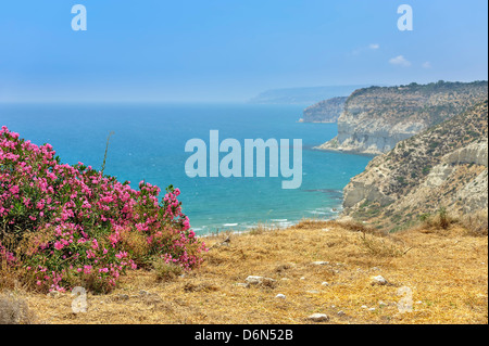 Paesaggio con flower bush sulla costa del mare Foto Stock