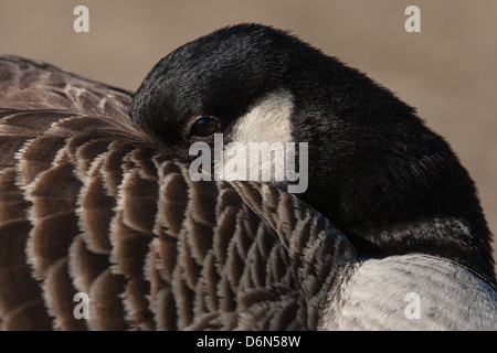 Close-up di un sonno Canada Goose (Branta canadensis), Cumbria, Inghilterra Foto Stock