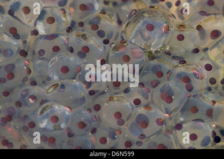 Close-up di frog spawn di Rana comune (Rana temporaria), Cambridgeshire, Inghilterra Foto Stock