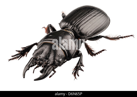 Specie di coleotteri Lucanus cervus in alta definizione con estrema attenzione isolato su sfondo bianco Foto Stock