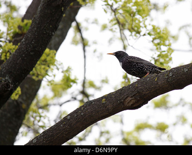 Starling comune seduta su albero Foto Stock