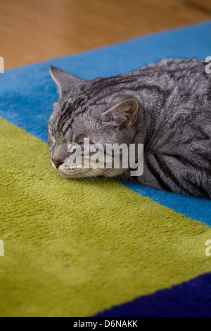 Berlino, Germania, grigio tabby Gatto sdraiato su un tappeto Foto Stock