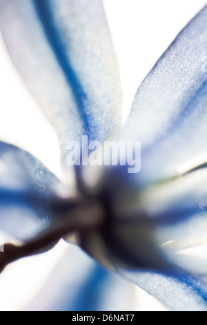 Berlino, Germania, in particolare di un due-bladed Bluestar (bluebell) Foto Stock