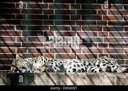 Berlino, Germania, dormendo leopard dietro le sbarre allo zoo Foto Stock