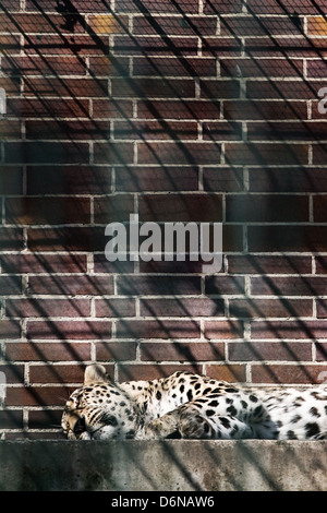 Berlino, Germania, dormendo leopard dietro le sbarre allo zoo Foto Stock