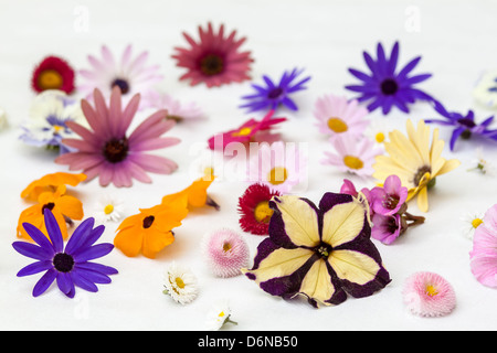 Berlino, Germania, vari fiori da giardino in Maggio Foto Stock