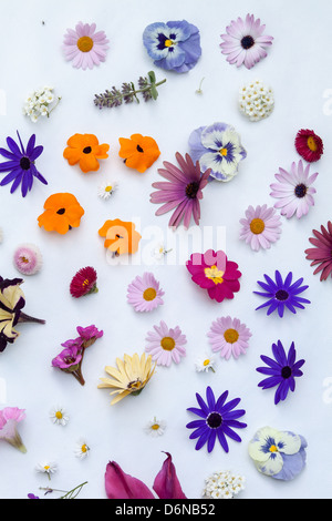 Berlino, Germania, vari fiori da giardino in Maggio Foto Stock