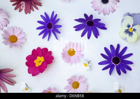 Berlino, Germania, vari fiori da giardino in Maggio Foto Stock