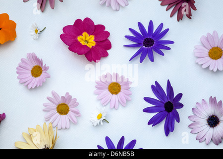 Berlino, Germania, vari fiori da giardino in Maggio Foto Stock