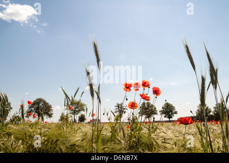 Buchholz, Germania, papaveri e cornflowers in un campo di orzo Foto Stock
