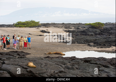 Sealion, Isla Isabela, Isole Galapagos, sito Unesco, Ecuador, Sud America Foto Stock