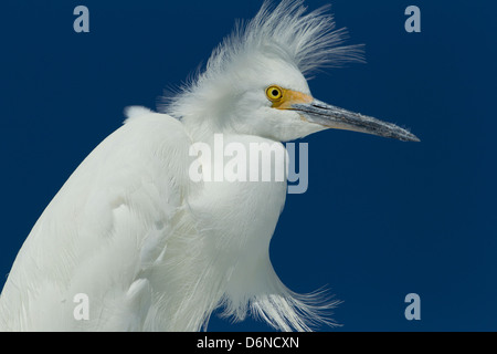 Snowy garzetta ritratto, North Beach e Fort De Soto, Florida Foto Stock